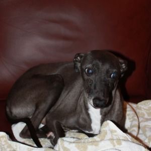 Meet your Posher, Bruce